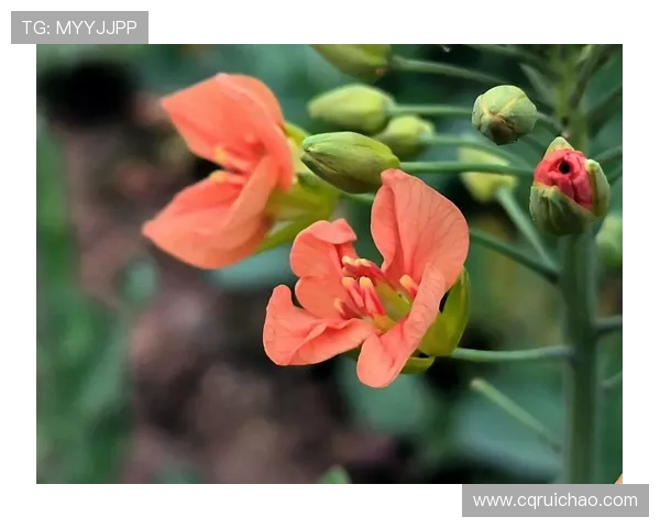 《油菜花香》：一场星光璀璨的视觉盛宴，致敬平凡生活中的不凡力量